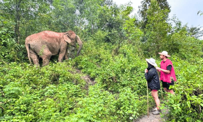Chiang Mai: Ethical Half Day Elephant Sanctuary & Waterfall - Pad Thai, fruit, tea, and a useful souvenir
