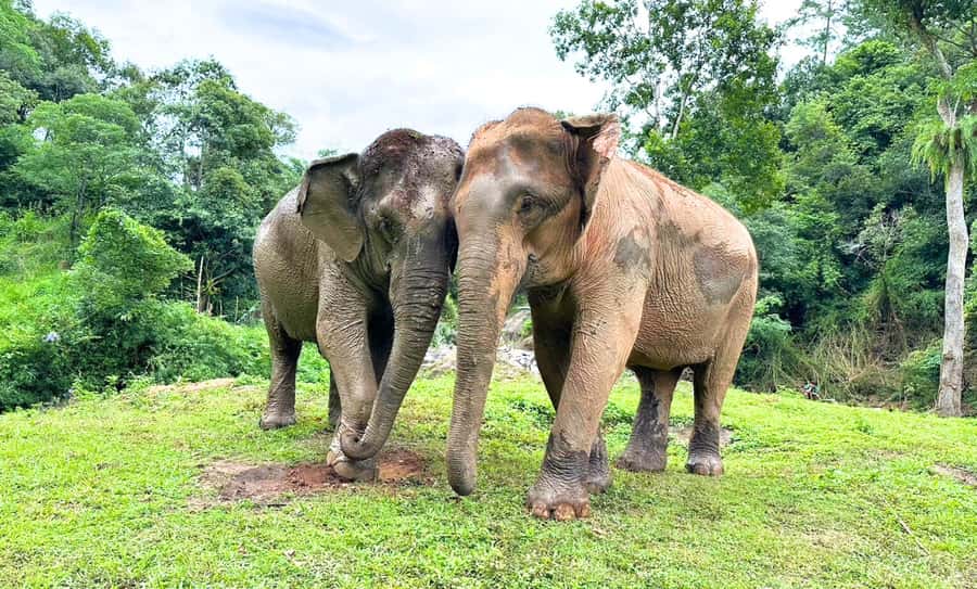 Chiang Mai: Full Day Ethical Elephant Sanctuary & Waterfall - Why this elephant day feels different