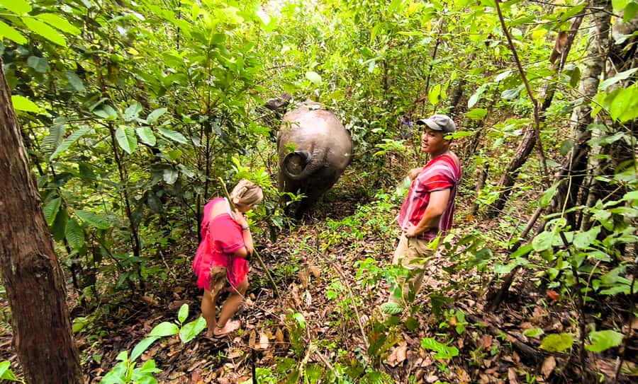 Chiang Mai: Full Day Ethical Elephant Sanctuary & Waterfall - Care work, planting, and herbal medicine balls