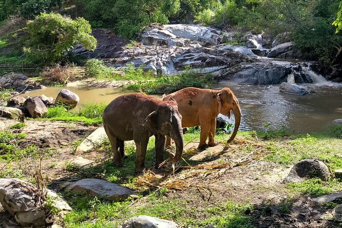 Chiang Mai Half Day Elephant Sanctuary Observation and Waterfall - The Long Road Into Chiang Mai’s Northern Hills