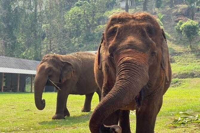 Chiang Mai Half Day Elephant Sanctuary Observation and Waterfall - How This Compares With a More Hands-On Elephant Visit