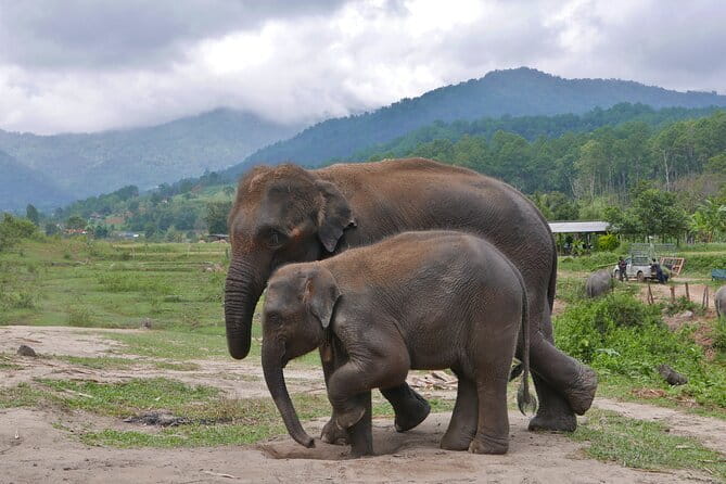 Chiang Mai Half Day Elephant Sanctuary Observation and Waterfall - Practical Advice Before You Go