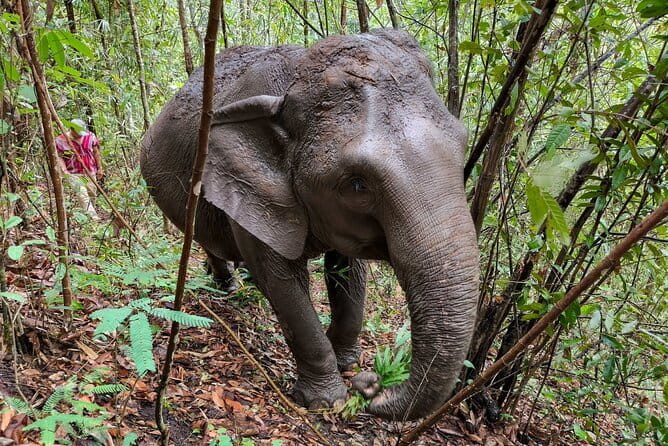 Chiang Mai Half Day Elephant Sanctuary Observation and Waterfall - Cooling Off at the Waterfall