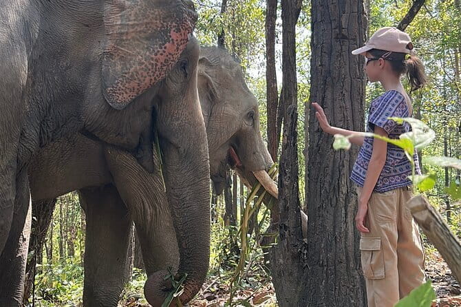Chiang Mai Half Day Tour: Doi Inthanon Elephant Sanctuary - Meeting elephants in Doi Inthanon National Park