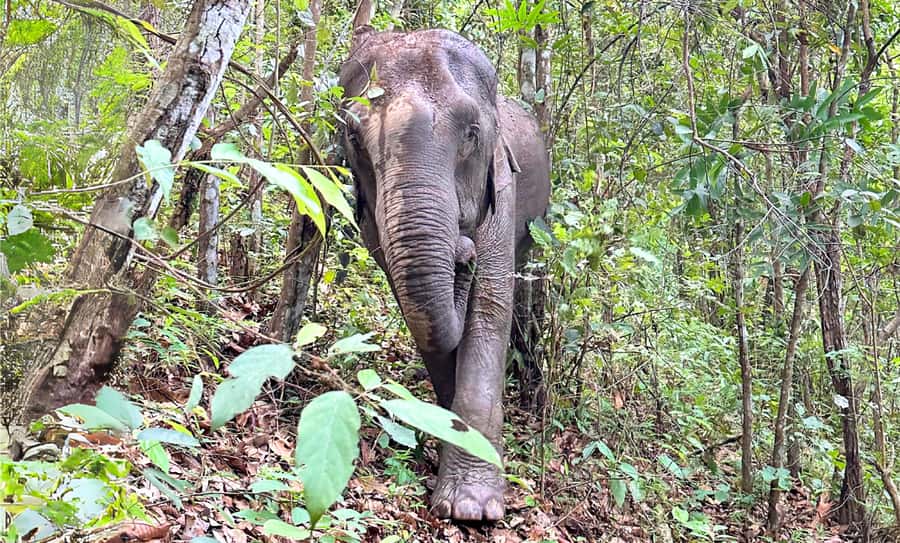 Chiang Mai: Inthanon, Ethical Elephant Sanctuary & Waterfall - Doi Inthanon: cool air and high views