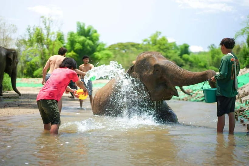 Chiang Mai: Jungle Jumbo Elephant Sanctuary with Waterfall - A six-hour day from Chiang Mai