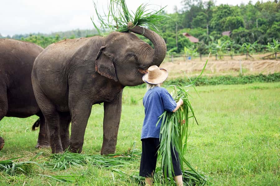 Chiang Mai: Small Group Ethical Elephant Sanctuary Tour - Key points to know before booking