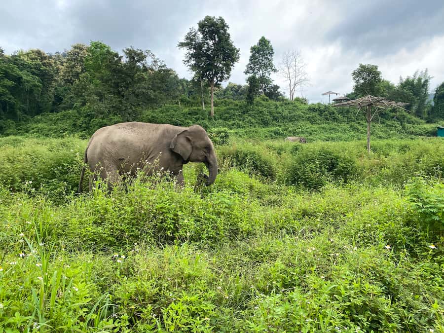 Chiang Mai: Small Group Ethical Elephant Sanctuary Tour - Making vitamin balls, bananas, and sugar cane