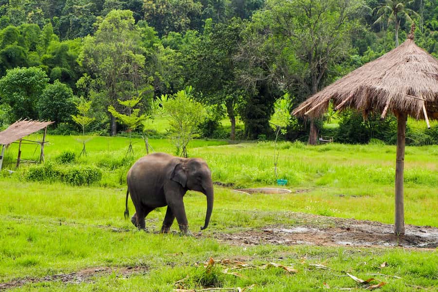 Chiang Mai: Small Group Ethical Elephant Sanctuary Tour - Mud baths and river bathing with the elephants