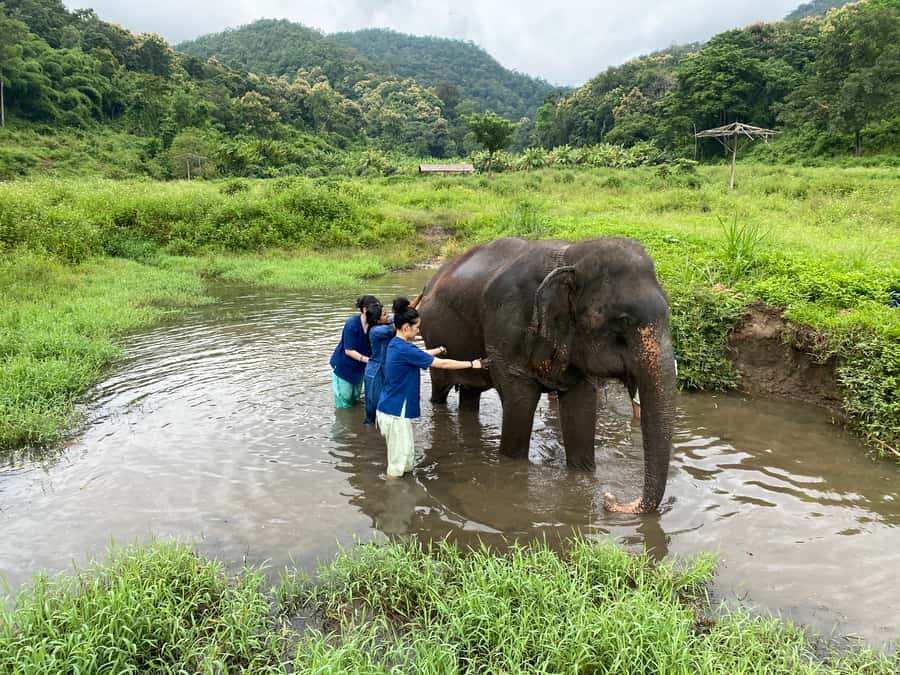 Chiang Mai: Small Group Ethical Elephant Sanctuary Tour - Lunch with elephants nearby