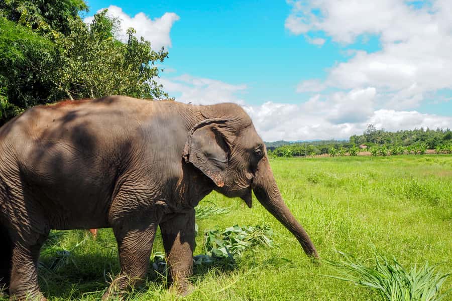 Chiang Mai: Small Group Ethical Elephant Sanctuary Tour - What to bring and what to wear