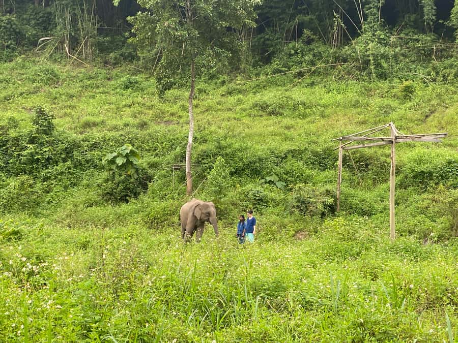 Chiang Mai: Small Group Ethical Elephant Sanctuary Tour - The ethical question, and what to look for