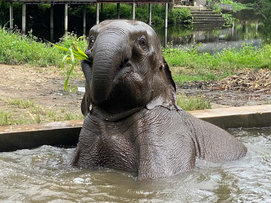 Chiang Mai: Small Group Ethical Elephant Sanctuary Tour - Why the group size makes a difference