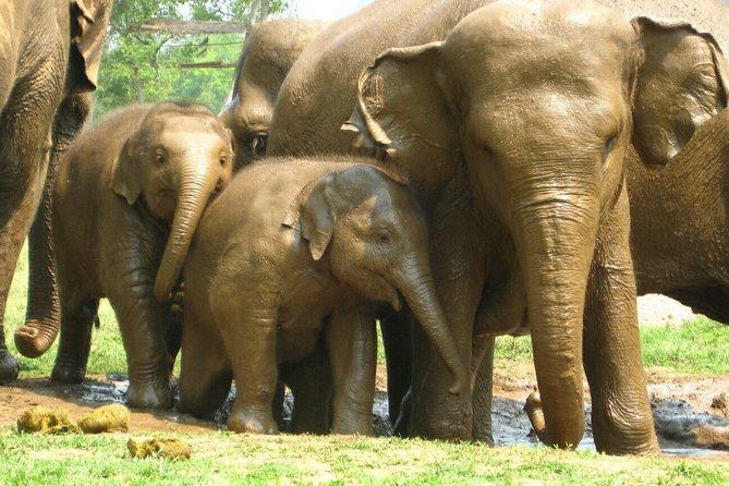 Chiang Mai Zipline White Water Rafting and Elephant Sanctuary - Watching elephants in the river