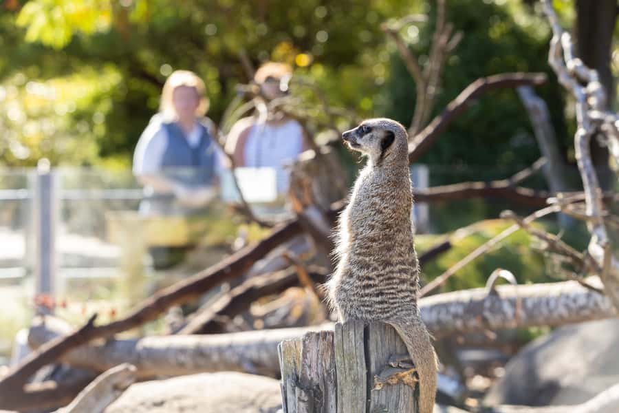 Christchurch: Orana Wildlife Park Admission - Key points to know before you go