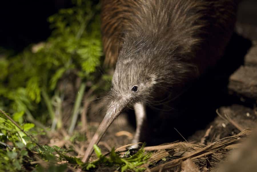 Christchurch: Orana Wildlife Park Admission - Why Orana Wildlife Park works as a Christchurch day out