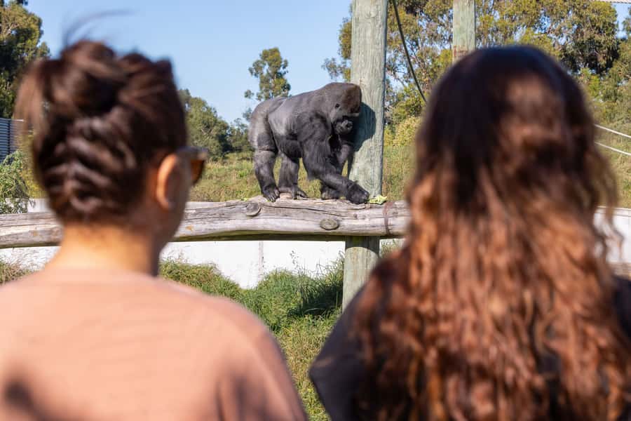 Christchurch: Orana Wildlife Park Admission - Hand-feed a giraffe at close range