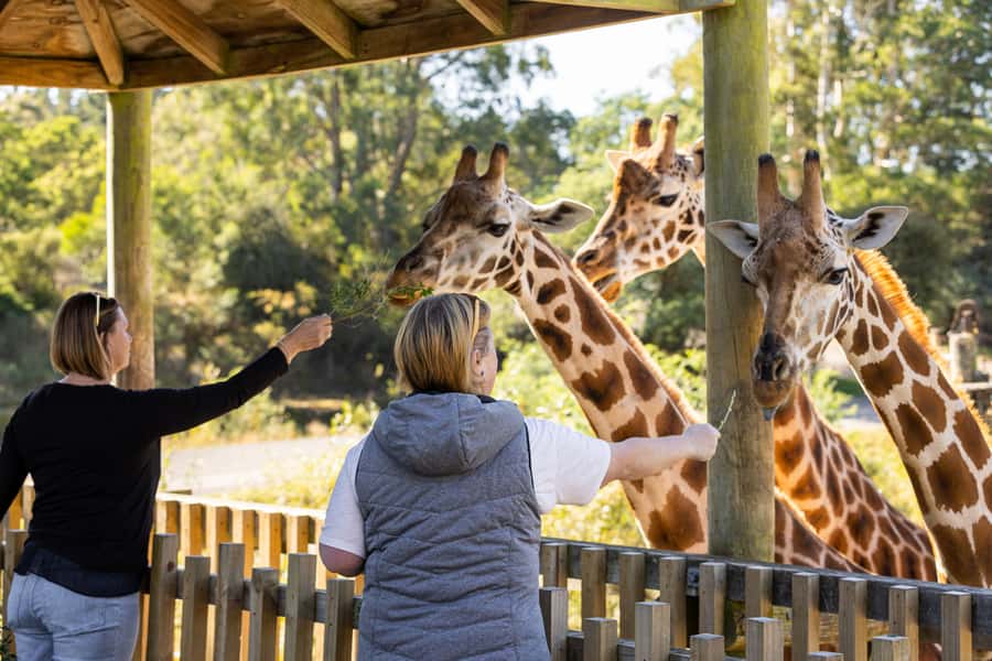 Christchurch: Orana Wildlife Park Admission - Start at 10 AM and let the talks set your route