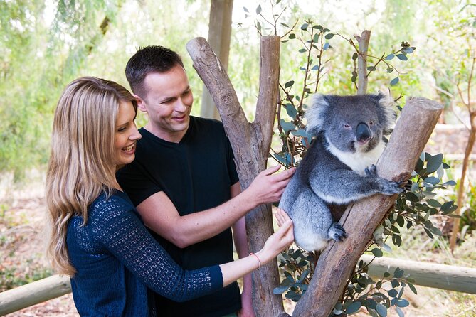 Cleland Wildlife Park Experience - from Adelaide including Mt Lofty Summit - Key points to know before you book