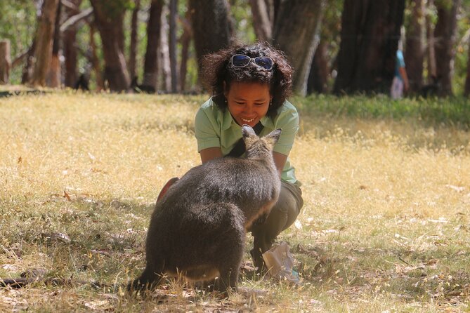 Cleland Wildlife Park Experience - from Adelaide including Mt Lofty Summit - Small-group transport makes the half-day easy