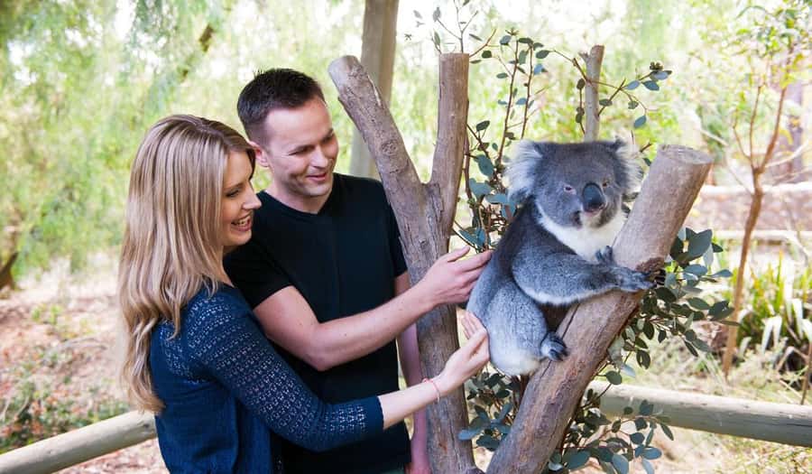 Cleland Wildlife Park Experience with Mount Lofty Summit - Feeding kangaroos and meeting the smaller animals