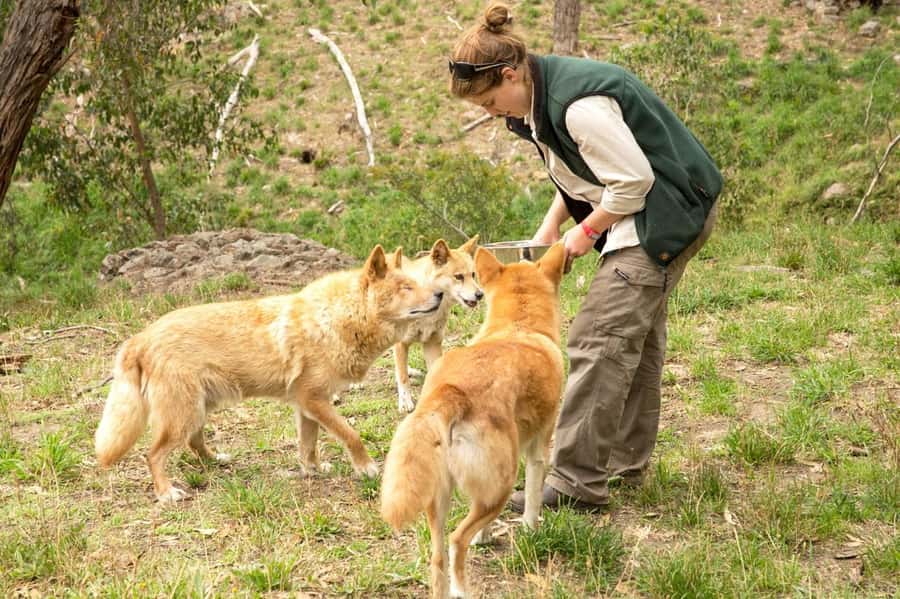 Cleland Wildlife Park Experience with Mount Lofty Summit - Wetlands, reptiles, and the Ocean to Outback centre