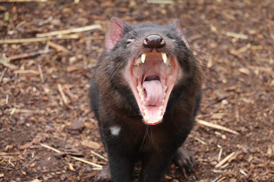 Cleland Wildlife Park Experience with Mount Lofty Summit - How the 330-minute schedule feels