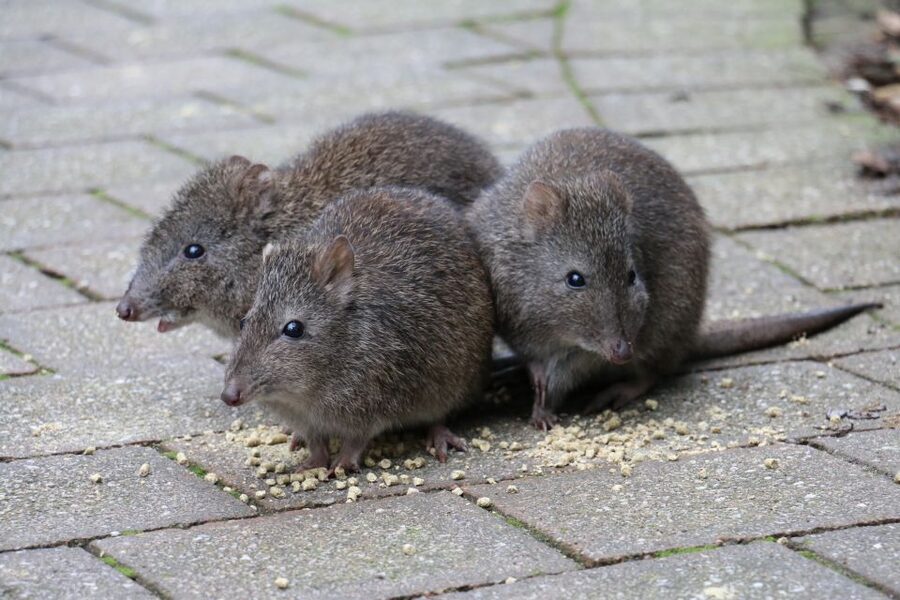 Cleland Wildlife Park Experience with Mount Lofty Summit - Lunch, weather, and what to bring