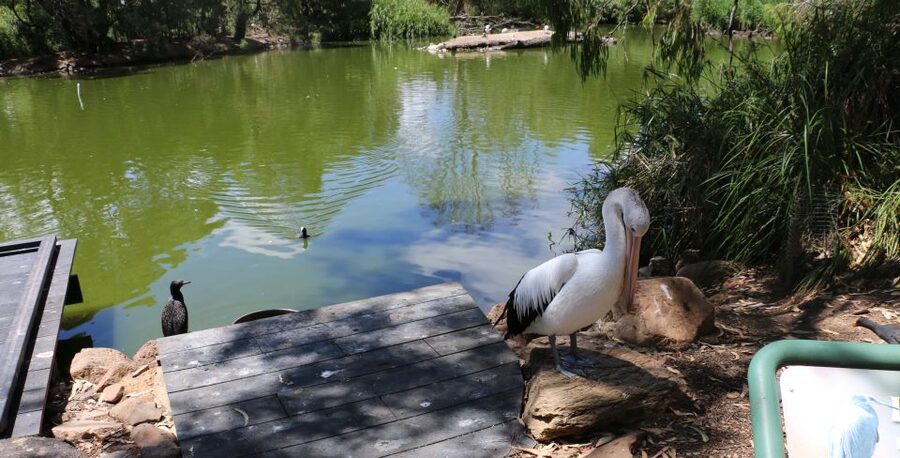 Cleland Wildlife Park Experience with Mount Lofty Summit - Is $87 a fair price?