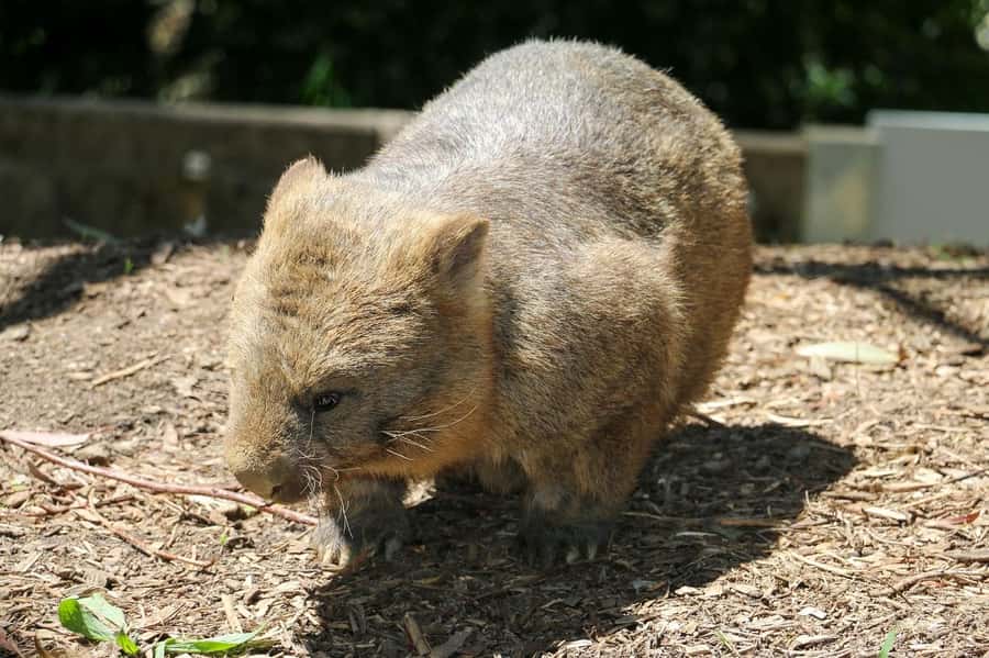 Cleland Wildlife Park Experience with Mount Lofty Summit - Who will enjoy this Cleland outing?