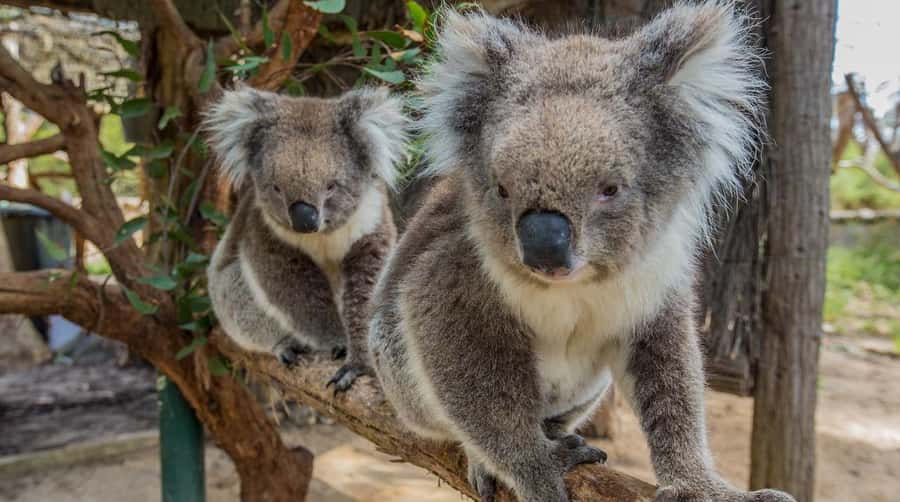 Cleland Wildlife Park Experience with Mount Lofty Summit - Koalas, keepers, and the close-up visit