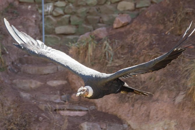 Cochahuasi Animal Sanctuary® Admission Ticket - Why Cochahuasi Matters Near Cusco