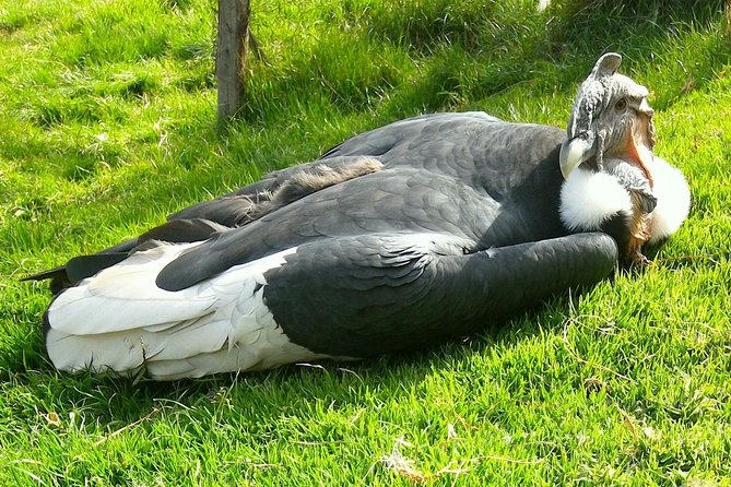 Cochahuasi Animal Sanctuary® Admission Ticket - The 45-Minute Walk Through the Sanctuary