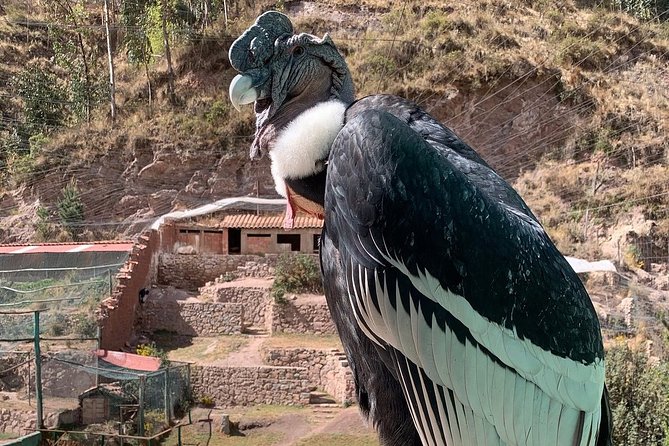 Cochahuasi Animal Sanctuary® Admission Ticket - Who Will Enjoy This Experience Most?