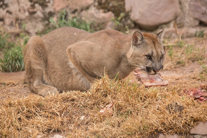 Cochahuasi Animal Sanctuary® Admission Ticket - Booking, Cancellation, and Timing Tips