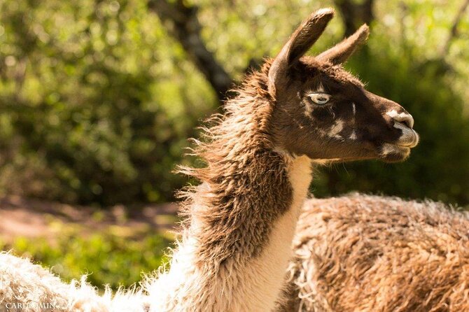 Cochahuasi Animal Sanctuary® Admission Ticket - The Animals You Can Expect to See