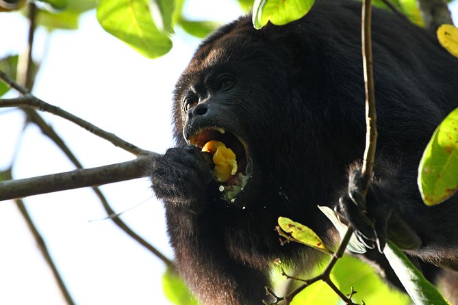 Cockscomb Basin Wildlife Sanctuary and Jaguar Preserve - A flexible plan for the jungle trails