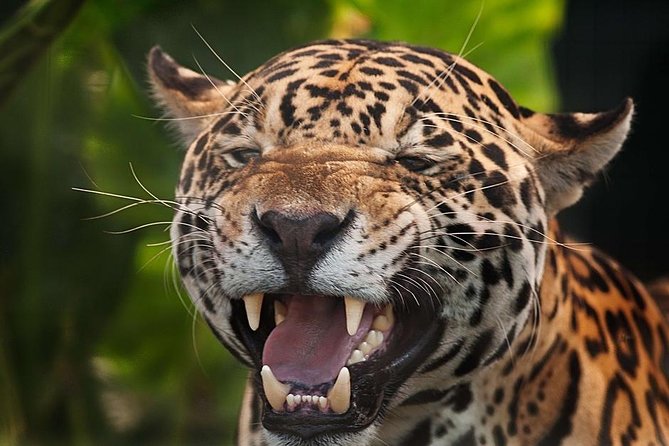 Cockscomb Wildlife Sanctuary - Key things to know before you go