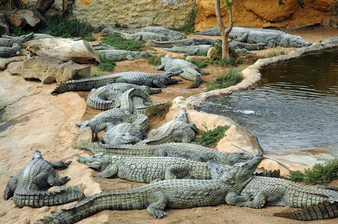Cocodrilo Park Zoo Admission Ticket in Agüimes - Key points to know before you go