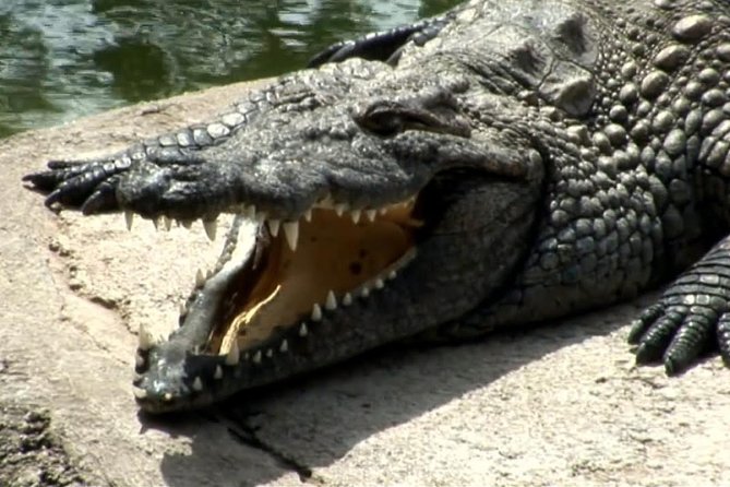 Cocodrilo Park Zoo Admission Ticket in Agüimes - Birds, monkeys, and smaller animals