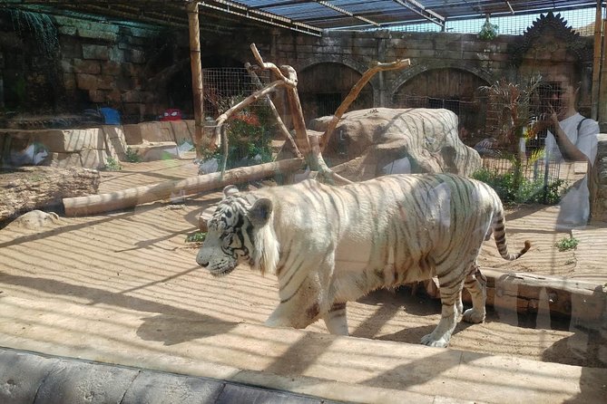 Cocodrilo Park Zoo Admission Ticket in Agüimes - What the feeding shows add to the day