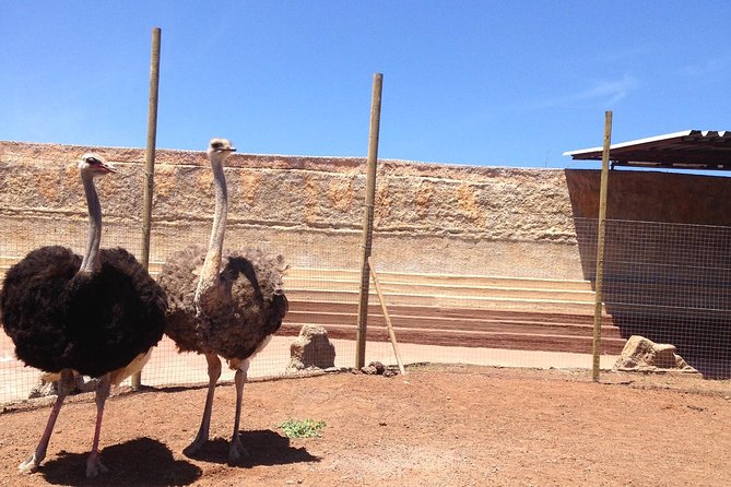 Cocodrilo Park Zoo Admission Ticket in Agüimes - The monkey snack bar and taking a break