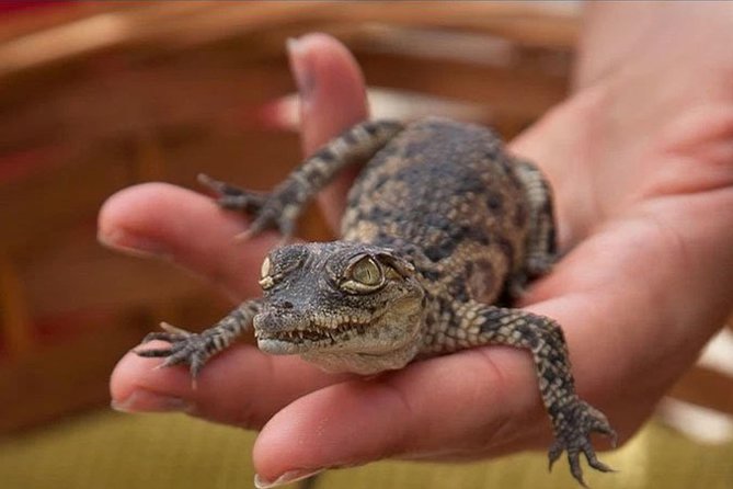 Cocodrilo Park Zoo Admission Ticket in Agüimes - How long to allow and how to plan the visit