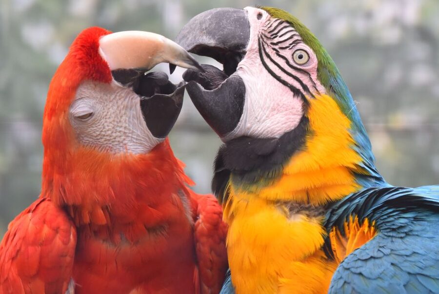 Cologne: Cologne Zoo and Aquarium Entry Ticket - Why Cologne Zoo can fill a whole day