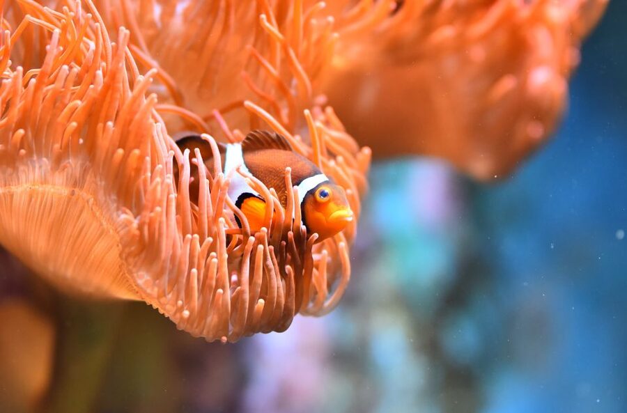 Cologne: Cologne Zoo and Aquarium Entry Ticket - Amur tigers and the big animal route