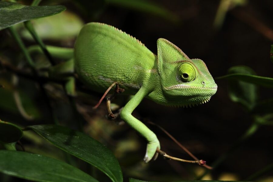 Cologne: Cologne Zoo and Aquarium Entry Ticket - Dinosaurs add a playful second attraction