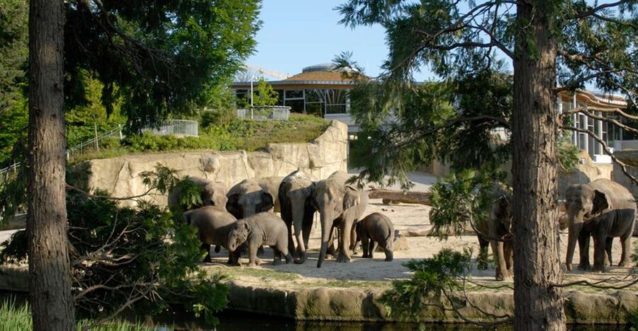 Cologne: Cologne Zoo and Aquarium Entry Ticket - The elephant park is the main event