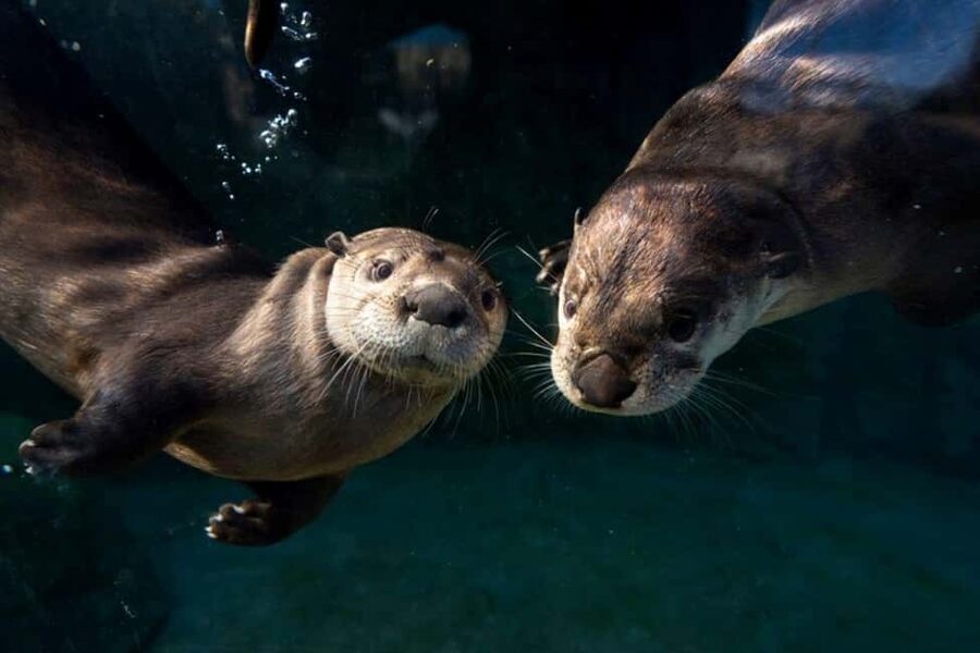 Columbus, OH: Columbus Zoo and Aquarium Entry Ticket - Conservation Is Part of the Visit