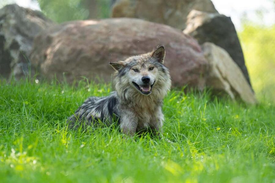 Columbus, OH: Columbus Zoo and Aquarium Entry Ticket - Is $38 Good Value?