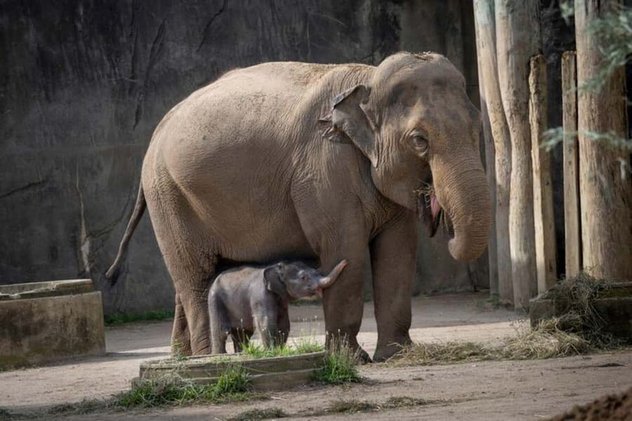 Columbus, OH: Columbus Zoo and Aquarium Entry Ticket - From Heart of Africa to Polar Frontier